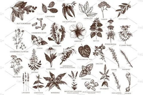 矢量种子植物素描插画 Vector Plants , Herbs , Seeds Set
