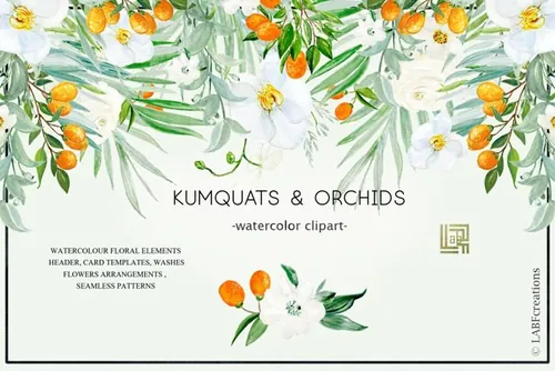 金桔兰花水彩插画 Kumquat white orchids