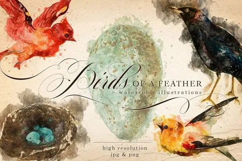 复古水彩鸟羽插画元素 Birds of a Feather