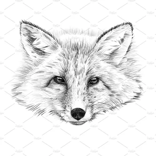 素描狐狸矢量插图Portrait of fox drawn by hand