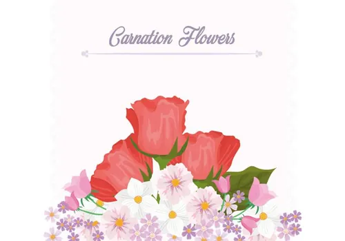 香石竹花矢量插图Carnation Flower Background Template