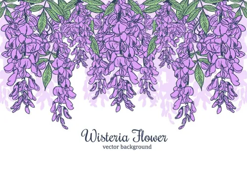 紫腾花矢量插图Hand Drawn Wisteria Flower Vector Background