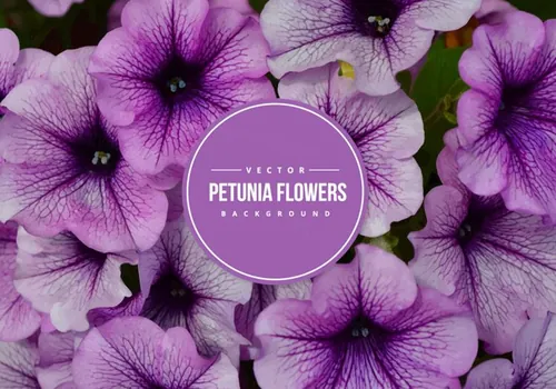 紫色牵牛花矢量背景Petunia Vector Background