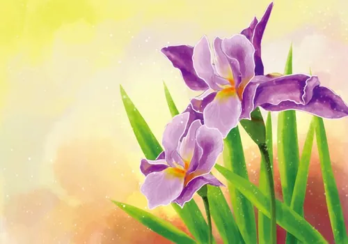 手绘鸢尾花矢量插图Hand Draw Iris Flower Illustration