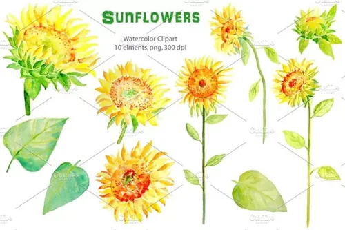 水彩向日葵剪贴画 Watercolor Clipart –