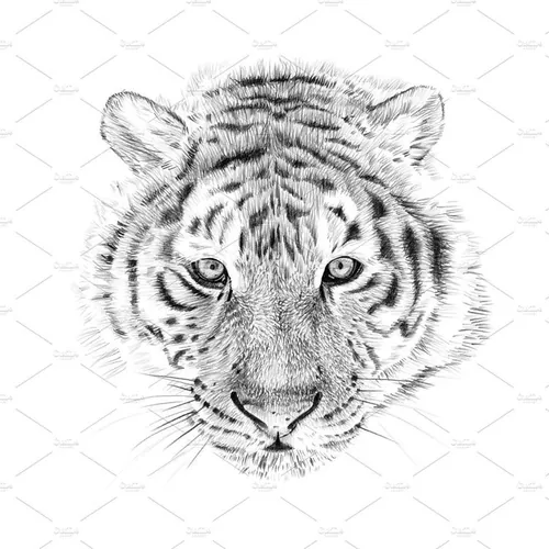素描老虎图片Portrait of tiger drawn by hand