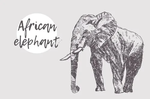 复古手绘大象矢量插图Elephant illustration