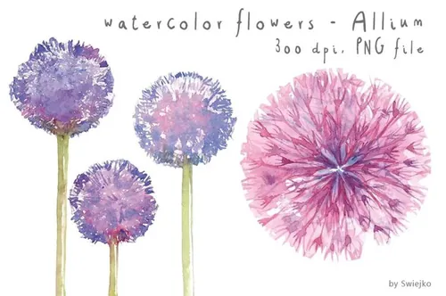 水彩蒲公英剪贴画 Watercolor Flowers  Floral