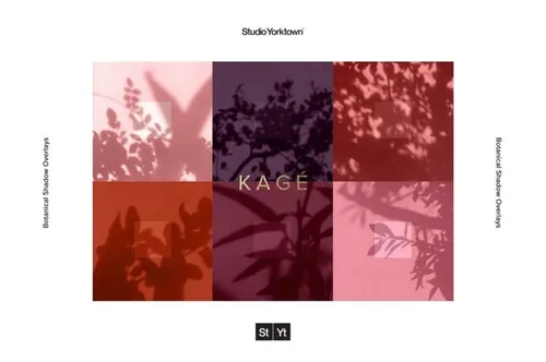 现实主义流行植物阳光阴影树叶花卉剪影叠加层素材 Kage -