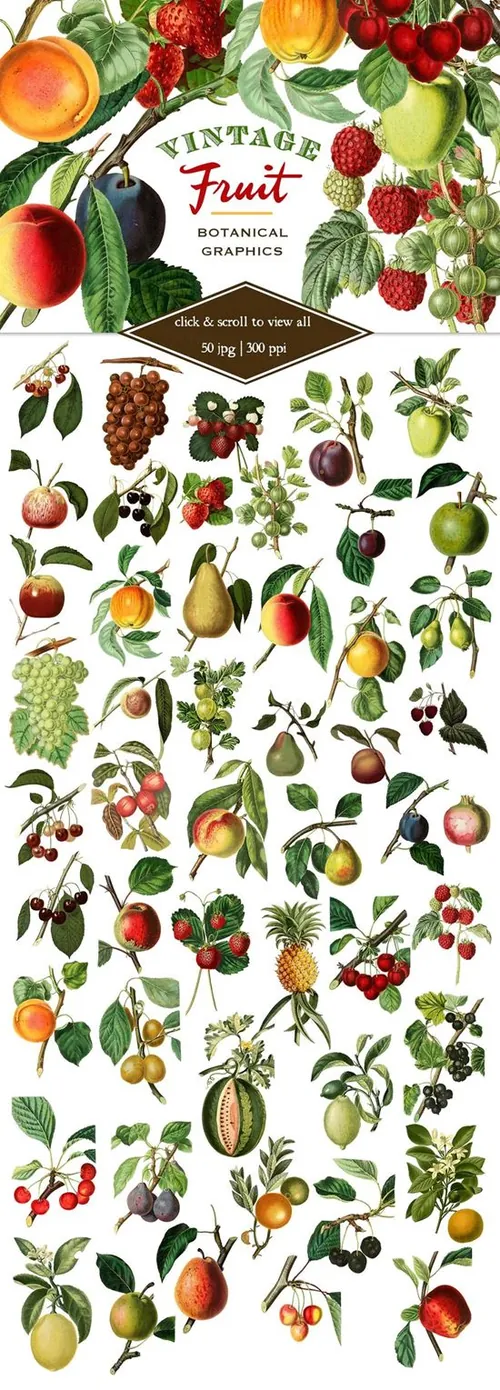 复古植物水果图形素材Vintage Fruit Botanical Graphics