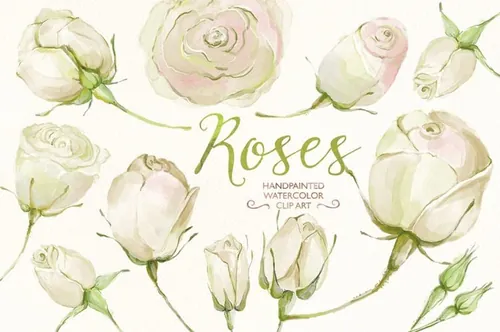 Watercolor clip art white roses