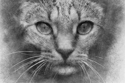 超级逼真的手绘素描风格神奇ps动作sketch