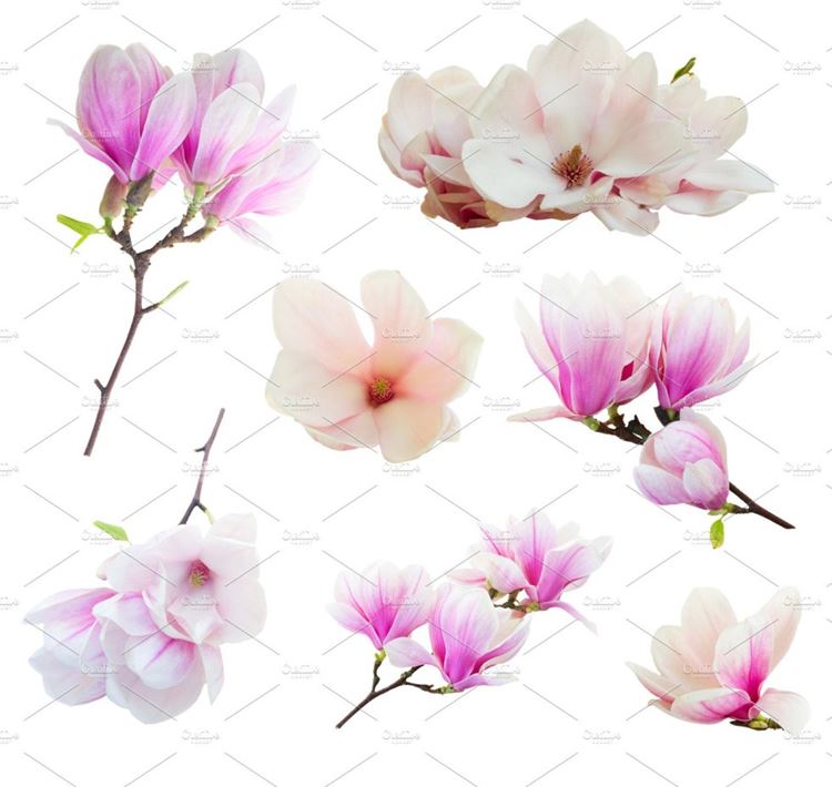 木兰花Magnolia flowers