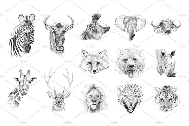 Portrait of wild animaldrawn by hand
