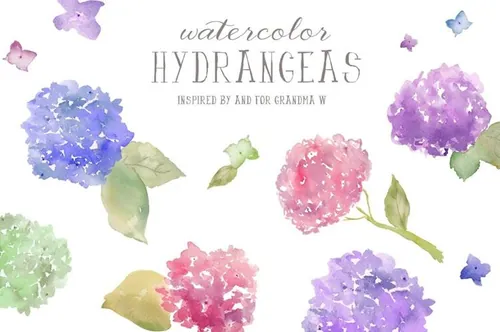 手绘水彩绣球花设计素材Watercolor Clip Art - Hydrangeas