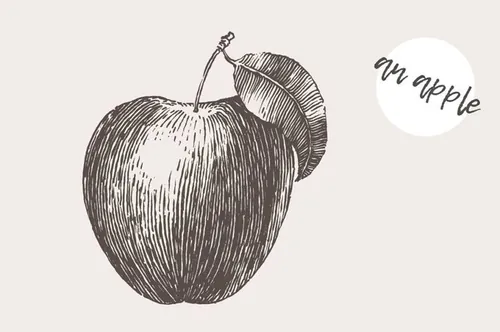 手绘苹果矢量插图Illustration of an apple