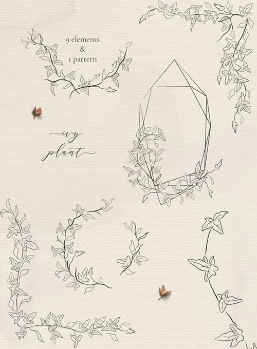 优雅的素描线稿春藤植物插画素材 Line drawing I