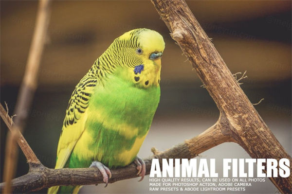 大自然动物预设Animal Lightroom