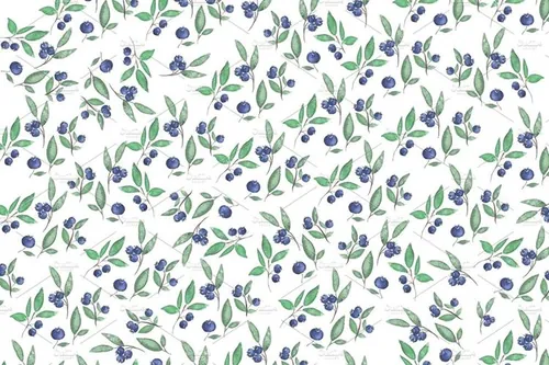 水彩越桔和树枝插画 Watercolor bilberries and branches