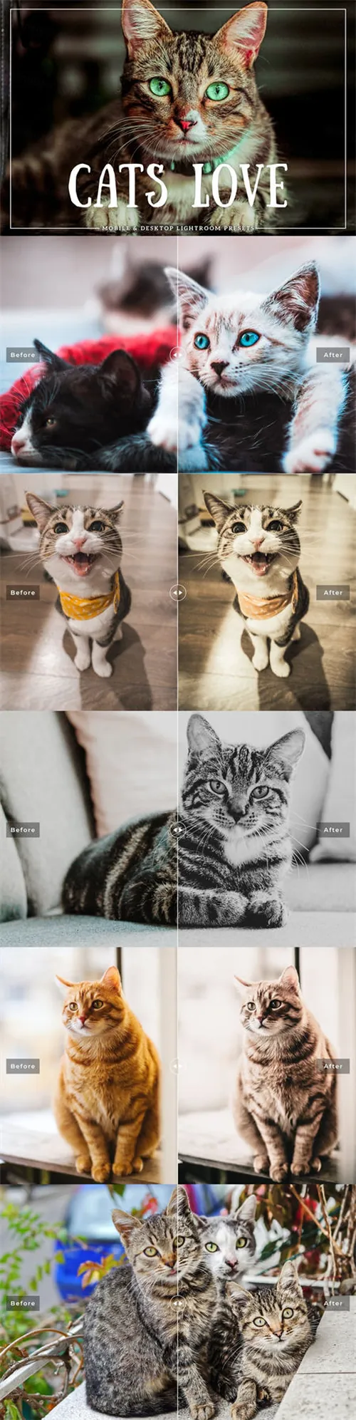 宠物猫咪Lightroom预设套装Cats Love Mobile