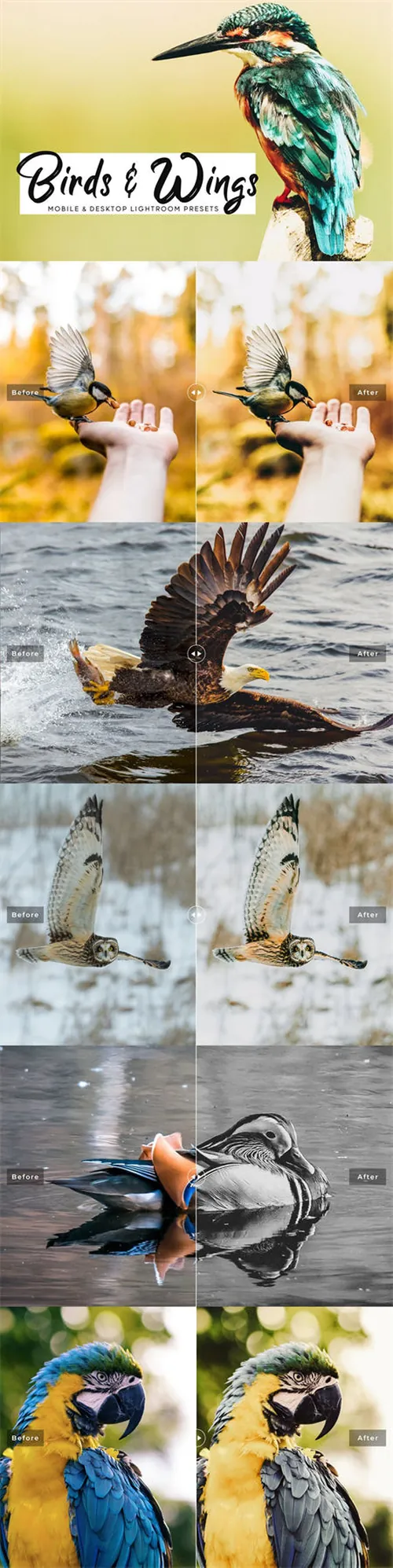 时尚高端Birds Wings移动Birds  Wings