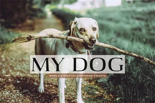 室外旅游宠物狗滤镜my-dog-mobile