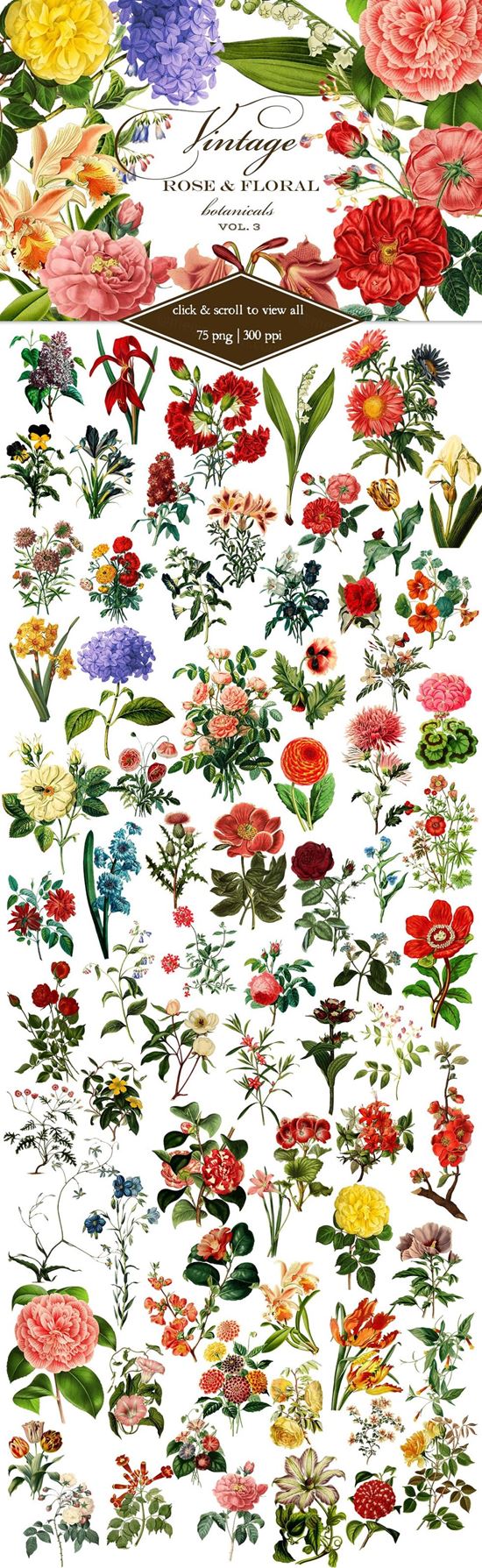 Vintage Rose-amp; Floral Botanicals 3