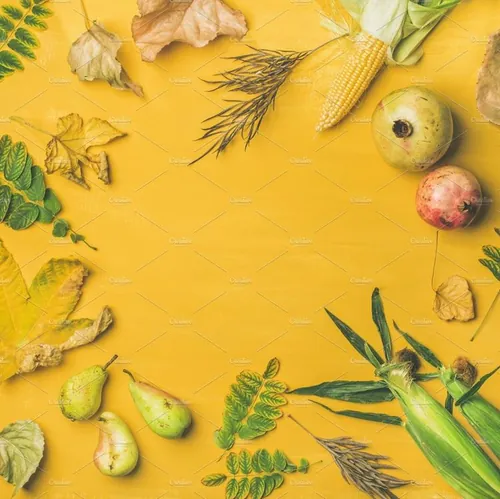 秋天植物果实设计素材Fall background  texture