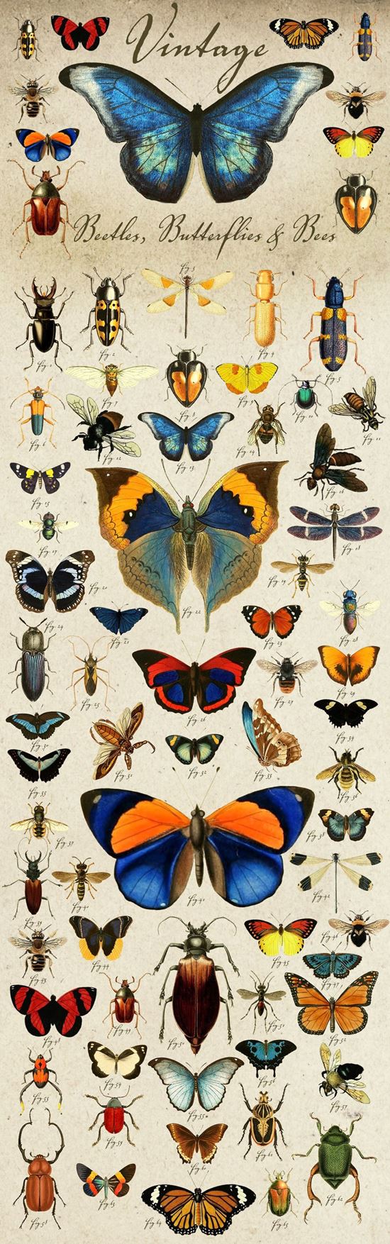 Vintage Beetles , Butterflies-amp; Bees