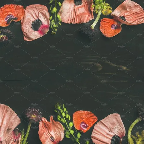 鲜花花瓣设计素材Pink and red flower petals