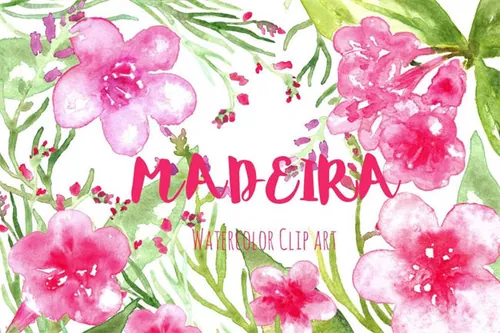 水彩花卉绘画素材 Madeira. Watercolor clipart