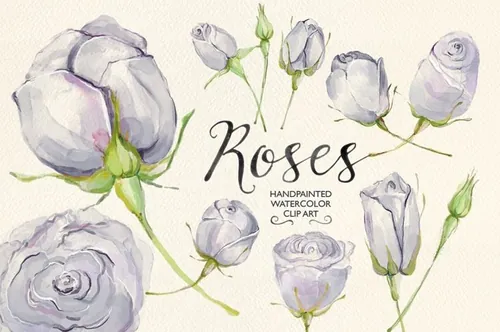 水彩花卉剪贴画 Watercolor clip art lilac roses