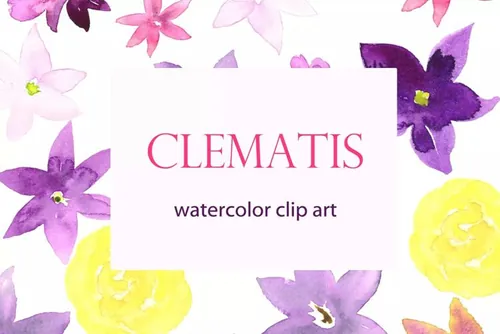 夏季手绘紫色水彩铁线莲 Clematis Purple. Watercolor clipart