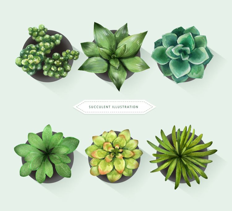 INS风格小清新多肉植物免扣PNG元素