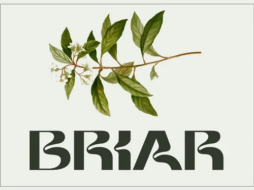 大胆富有表现力自然弯曲的英文装饰字体 Briar - Dis