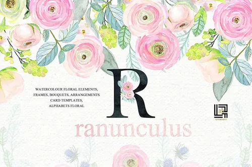 粉红色毛茛属花卉植物水彩素材 Buttercups.-Ran