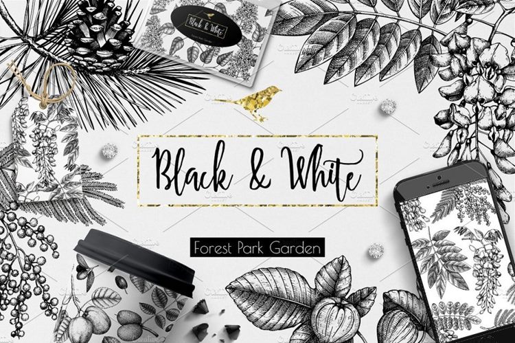 黑色植物树叶素描矢量插图素材  Black-White-Tr