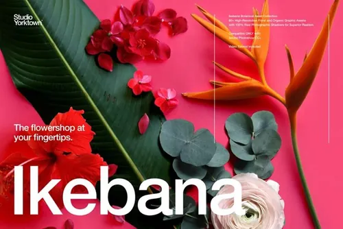 超高分辨率玫瑰芙蓉花卉植物花瓣PNG免抠图大合集 Ikeba