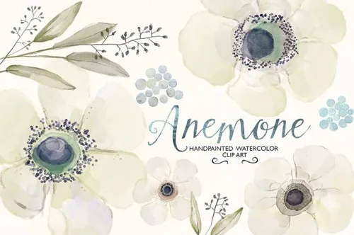 手绘花卉植物设计素材Watercolor ranunculus clip art