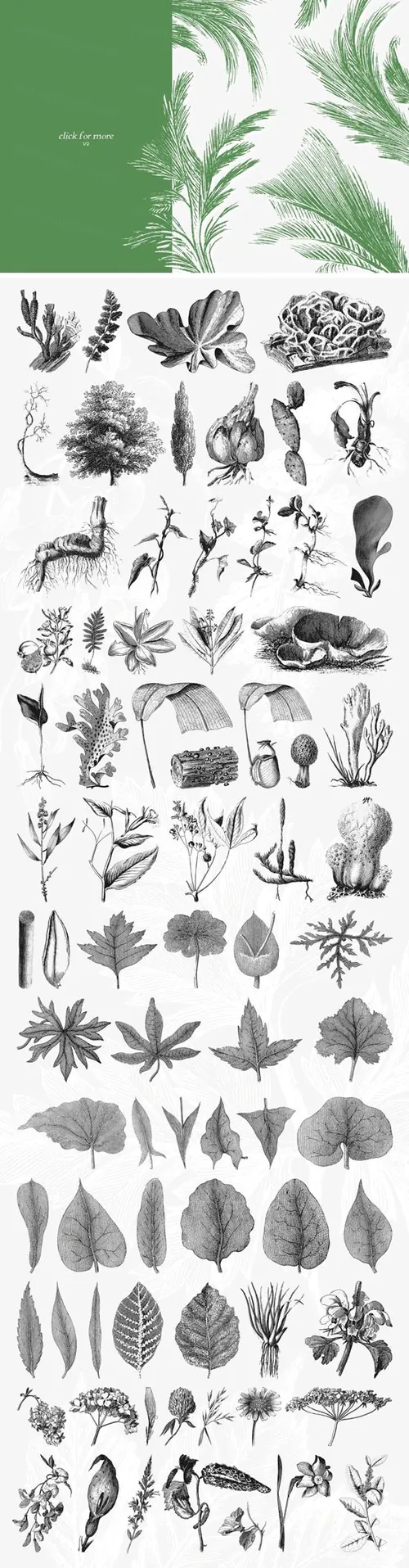 147种复古书籍植物插画素材合集 147-Botanical