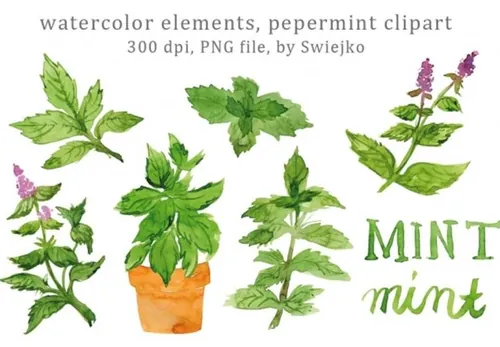 草药水彩画素材包 Watercolor Herbs  Peppermint