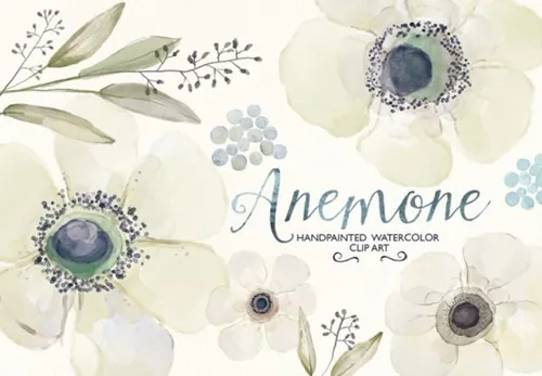 毛茛属植物水彩插画素材 Watercolor ranunculus clip art