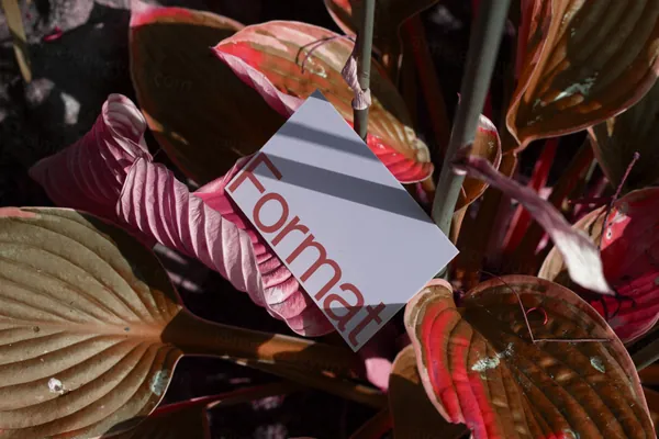 高端摄影实拍商务名片企业品牌设计提案贴图展示样机模板素材 Businesses Card Mockup-19