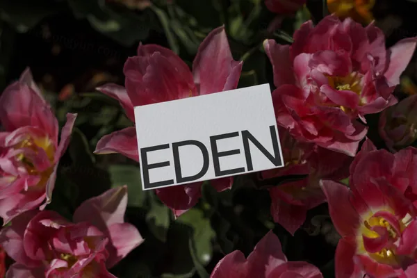 高端摄影实拍商务名片企业品牌设计提案贴图展示样机模板素材 Businesses Card Mockup-7